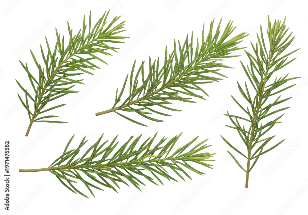 Fototapeta premium Fresh spruce branches with vibrant green needle-like leaves isolated on transparent background