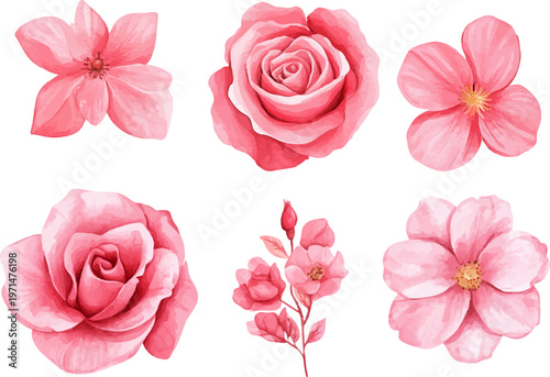 set of pink roses vector