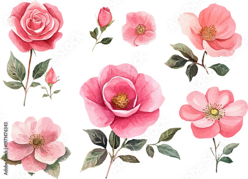 set of pink roses
