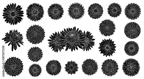 Collection of detailed black and white floral illustrations of aster flowers in various sizes and perspectives