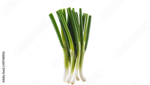 Quadro su tela Bunch of fresh green onions with white bases, isolated on transparent background