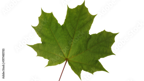 фотографія Single green maple leaf with pointed lobes, isolated on transparent background