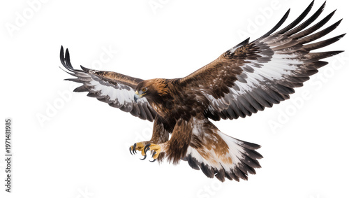 Tableau sur toile Majestic golden eagle with outstretched wings talons extended, isolated on trans