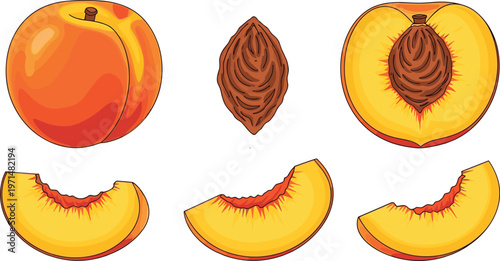 Peach Fruit Icon Set with Whole, Half, Slice, and Seed Illustrations Featuring Juicy Fresh Summer Stone Fruit for Healthy Food and Nutrition Design