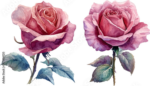 watercolor pink roses and floral elements collection
