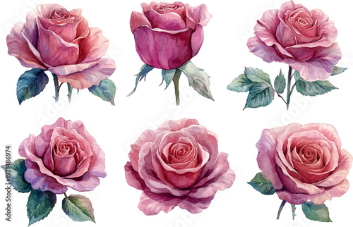 collection of roses
