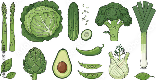 Green Vegetable Collection Featuring Broccoli, Avocado, Asparagus, and Fresh Organic Produce for Healthy Food Illustrations