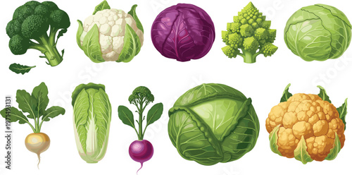 Vegetable Collection Featuring Broccoli, Cabbage, Cauliflower, and Fresh Organic Produce for Healthy Food Illustrations