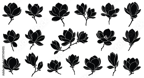 Collection of elegant black silhouette magnolia flowers and buds isolated on a white background
