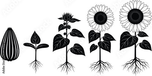 sunflower growth stages vector, plant life cycle illustration, sunflower seed to flower silhouette, botanical growth process vector illustration