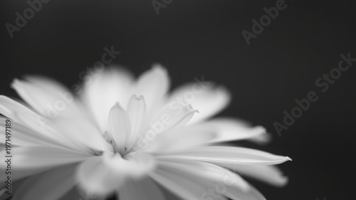 soft focus black and white flower close-up