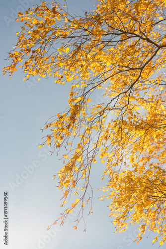 Golden birch leaves against blue sky