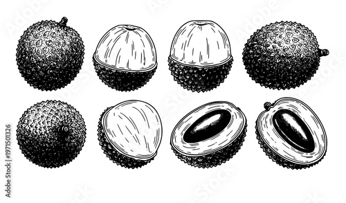 Hand drawn lychee fruit set whole peeled and half tropical sketch vector illustration isolated on white background