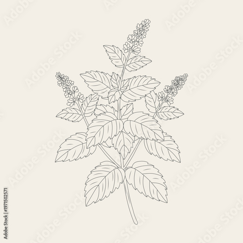 Botanical illustration of peppermint leaves and flowers in a soft herbal style.