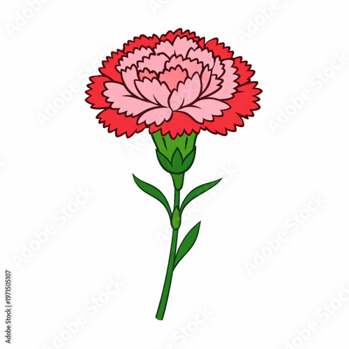 Red and pink carnation flower on green stem vector illustration isolated
