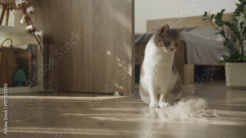 Cat Watching Fur Fall on Wooden Floor