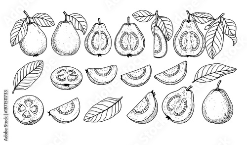 Minimal guava fruit sketch icon set whole halves slices leaves vector isolated on white background