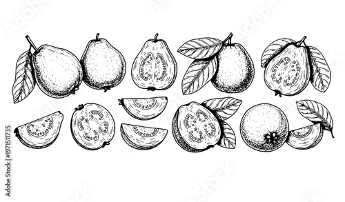 Guava fruit sketch collection hand drawn whole sliced halves with leaves vector isolated on white