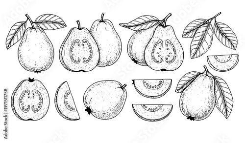 Hand drawn guava fruit set whole halves slices leaves botanical sketch vector isolated on white background