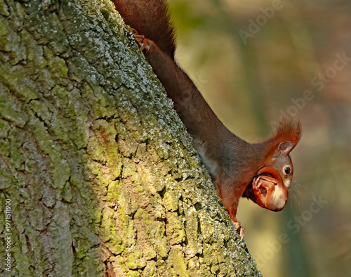 Eichhörnchen mit Jungtier
