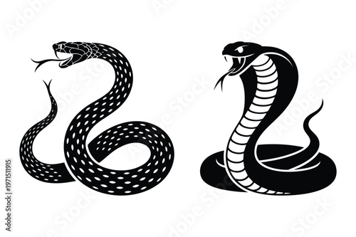 Two cobra snakes illustration, one coiled and one raised