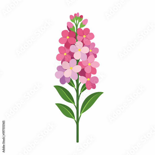 Pink stock flower spike with green leaves vector illustration isolated