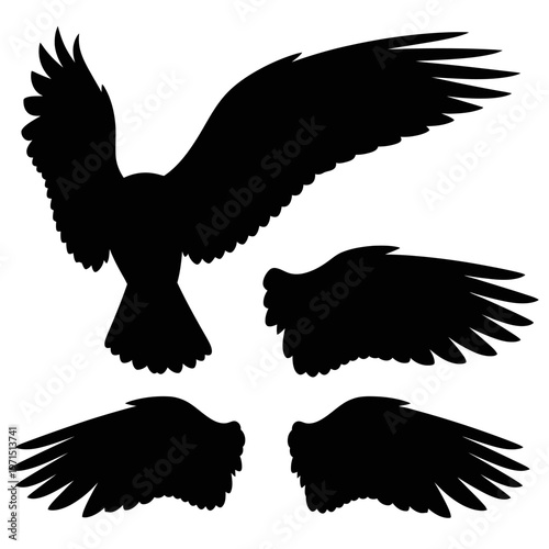 Silhouette of a soaring eagle with spread wings and detached wing pairs
