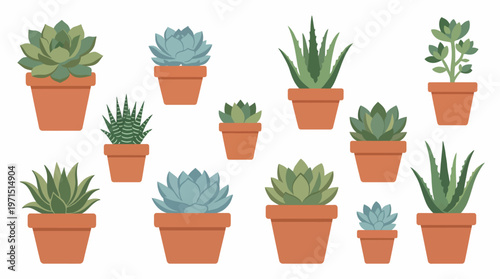 A collection of various potted succulent plants in terracotta pots, displayed against a white background.