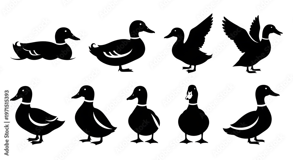 Obraz premium Various waterfowl poses vector set for lakeside and wetland themes