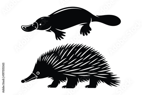 Black silhouette vector illustration of a platypus and an echidna