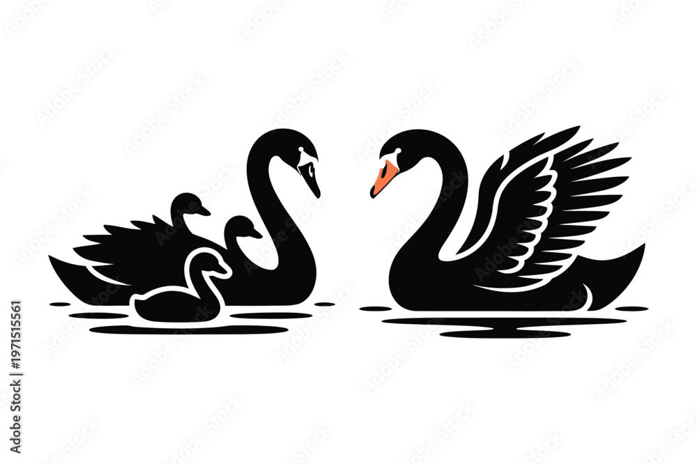 Fototapeta premium Two adult black swans and two baby cygnets swimming, vector illustration