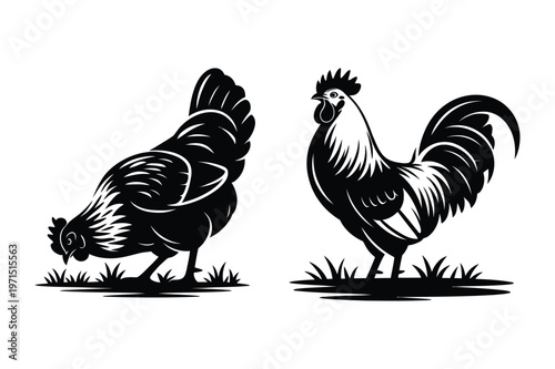 Chicken pecking ground and rooster standing, farm fowl vector illustration set