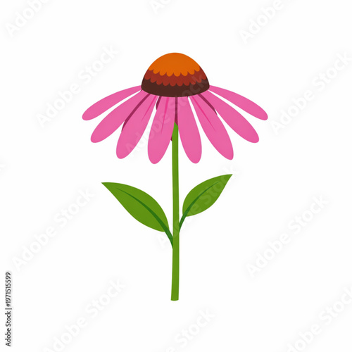 Fényképezés Pink echinacea coneflower with green stem vector illustration isolated