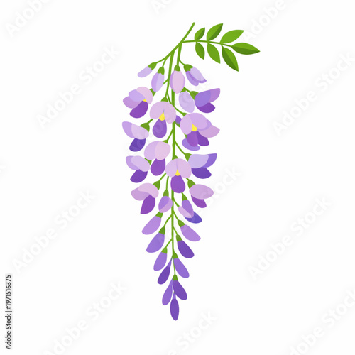 Purple Scabiosa Pincushion Flower Botanical Illustration