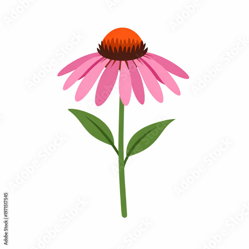 Echinacea Coneflower Medicinal Plant Botanical Illustration