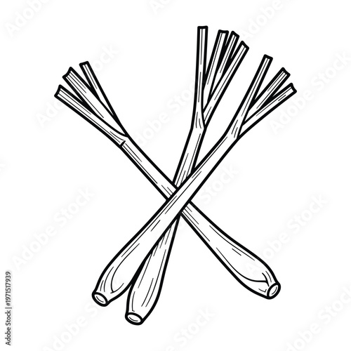 Hand drawn black and white illustration of fresh lemongrass stalks isolated on white background