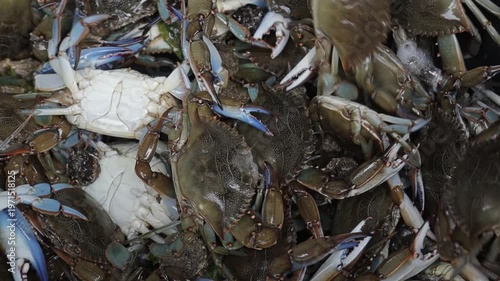 Freshly caught live blue crabs moving in a bucket