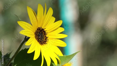 Close-up of Bumblebee Pollinating Bright Yellow Flower with Soft Background. The soft, blurred background enhances the subject, creating a natural and serene composition.