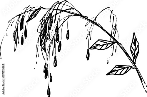 Delicate black ink drawing of a drooping plant with seeds and leaves on curved stems