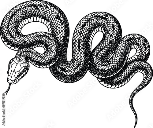 Black and White Ink Illustration of a Coiled Snake