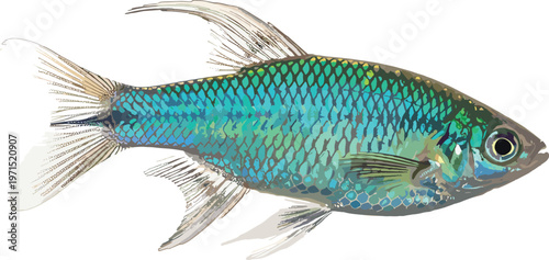 Neon Tetra Fish Vector with Brilliant Blue and Green Colors for Aquarium, Aquatic Life, and Fish Illustration Designs