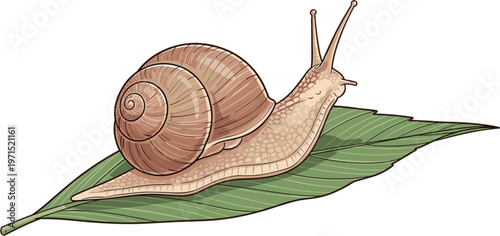 Snail on Leaf Vector Featuring Detailed Snail Shell for Nature, Wildlife, and Garden Design