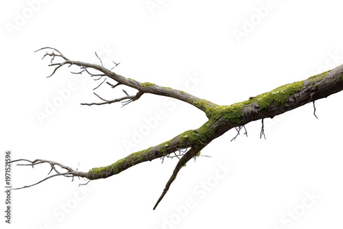 Tree branch displaying vibrant green moss and lichen growing on rough bark, symbolizing natural growth and age
