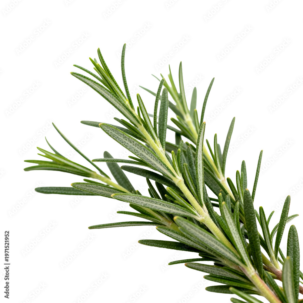 Fototapeta premium [Transparent Background PNG]Fresh Rosemary Herb on White Background