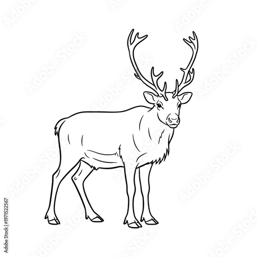 Black and White Line Art Illustration of a Majestic Reindeer