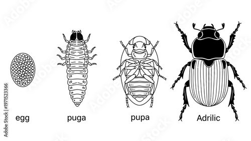 Life cycle of a beetle with egg, puga, pupa, and adult stages in a simple illustration on a white background.