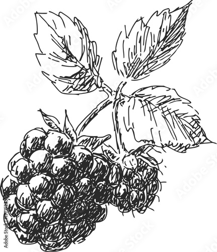 Hand drawn sketch of blackberries with leaves botanical illustration of ripe blackberry fruit cluster in detailed line art
