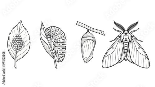 Illustration of a moth life cycle with leaf damage stages on a white background in a detailed line drawing style.