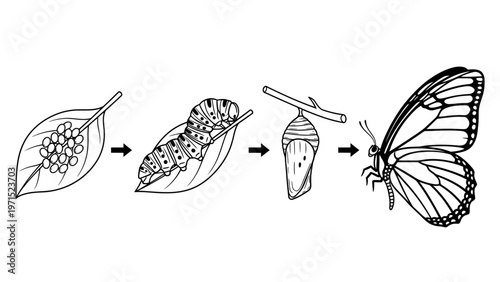 A line drawing illustrates the life cycle of a butterfly from eggs on a leaf to larva, pupa, and adult butterfly.