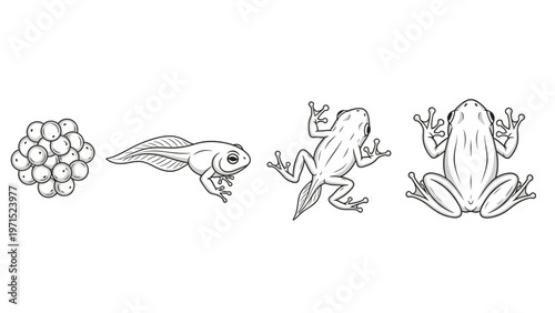 Line art illustrations of frog life cycle stages from eggs to tadpole to adult frog on white background.